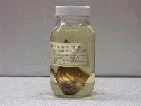 藏品(短海蛾魚)的圖片